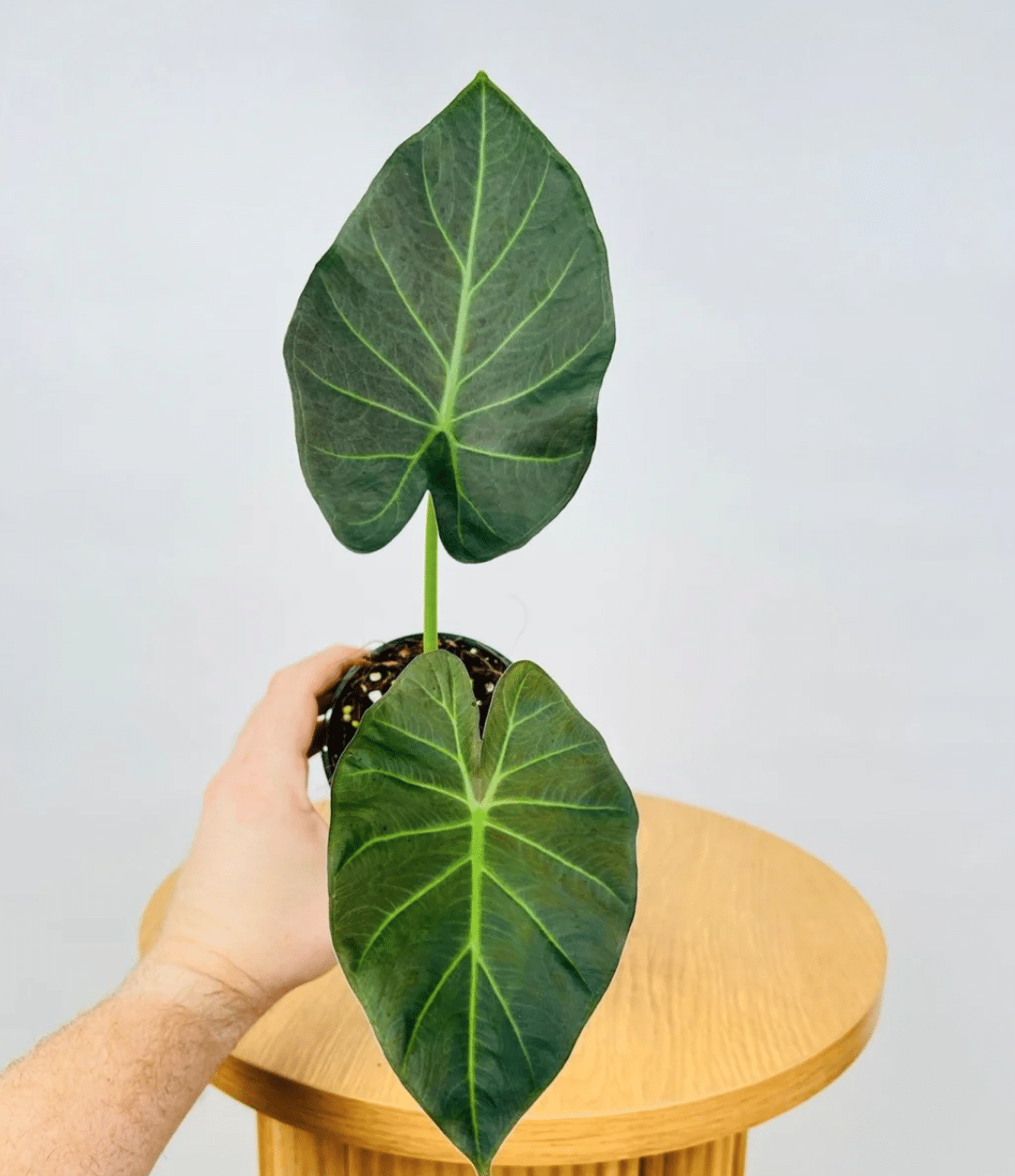 Alocasia regal shield held by a woman on the table